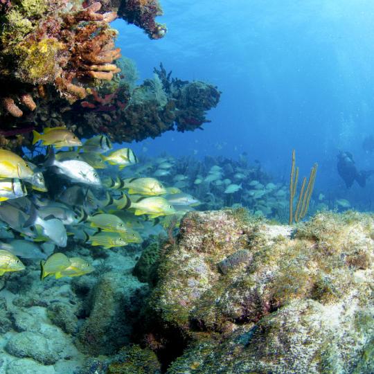 Parc naturel John Pennekamp Coral Reef