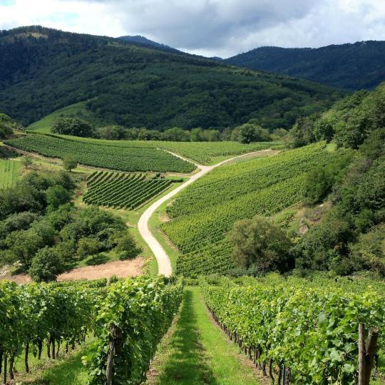Alsace Wine Route