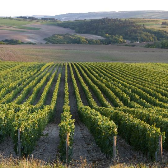 Route des vins de Bourgogne