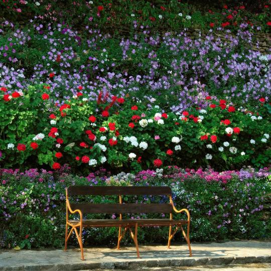 Château du Mesnil Geoffroy Rose Garden