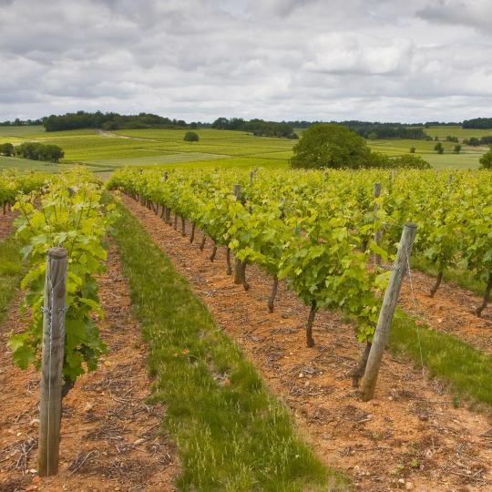 Loire Valley Wine Route