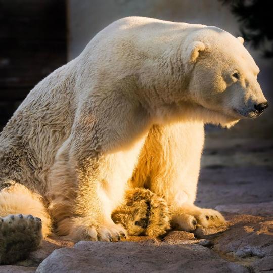 Parc zoologique d'Amnéville