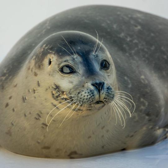 ソンム湾のアザラシ