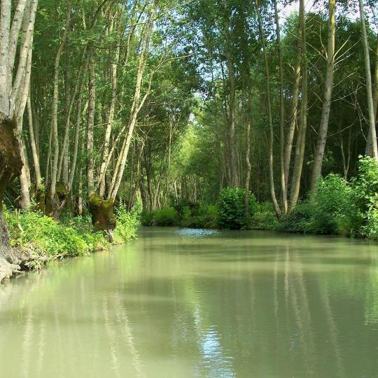 La marisma de Poitou