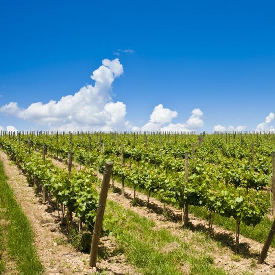 Wein- und Cava-Proben in der Region Penedès