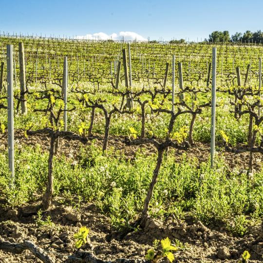 Wein- und Olivenöl in der Region Priorat