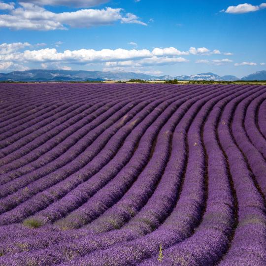 Valensole Plateau