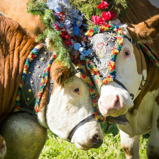 Experience a traditional Almabtrieb cattle festival