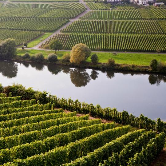 Itinéraires viticoles sur les rives de la Moselle