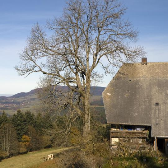 Museo de la Selva Negra de Triberg