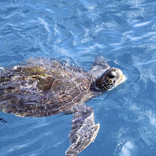 Kijken naar schildpadden