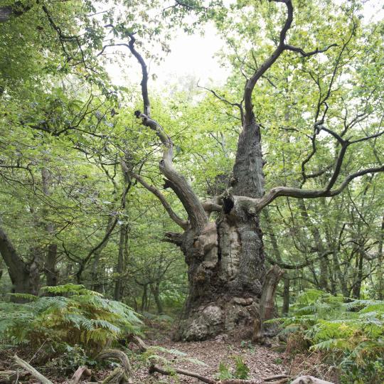 Im Naturerbe Zentrum Rügen durch Bäume streifen