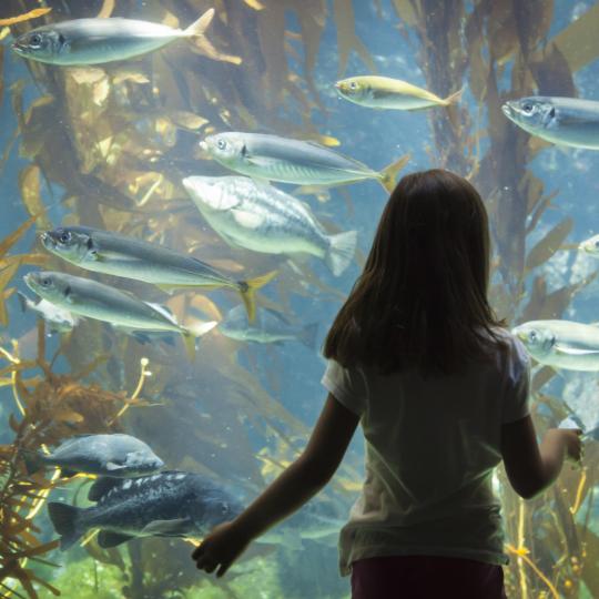 Het Aquarium van Genua