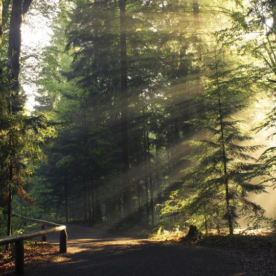 Laurisilva Forest