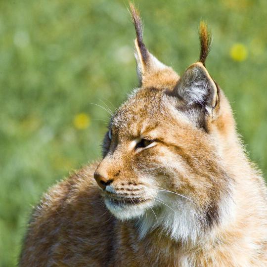 Lynx in Doñana National Park