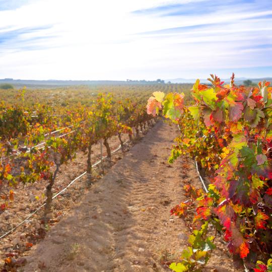 Ruta del vino Utiel - Requena