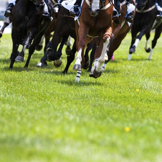 Laat de paarden rennen