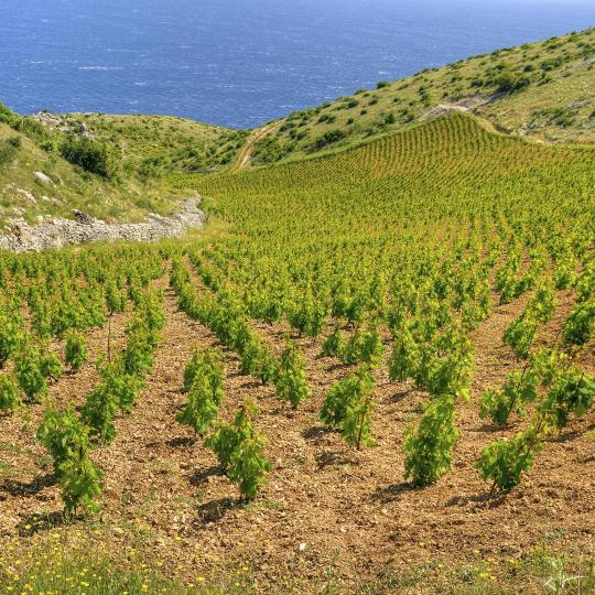 Ruta de vinos en la costa sur