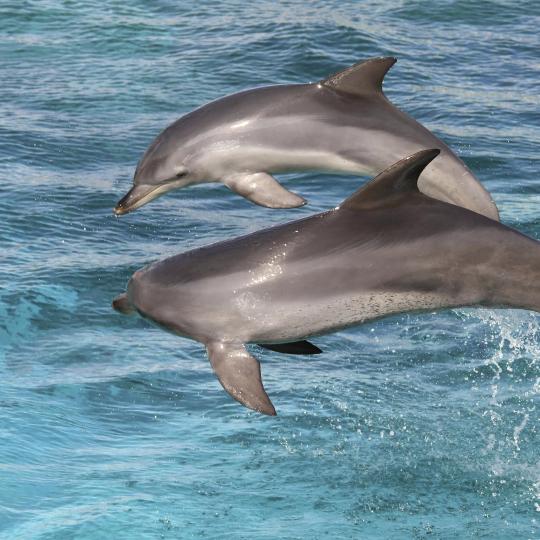 Dolphin spotting on the Moray Firth