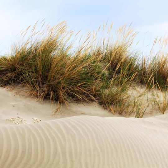 Espiguette Beach