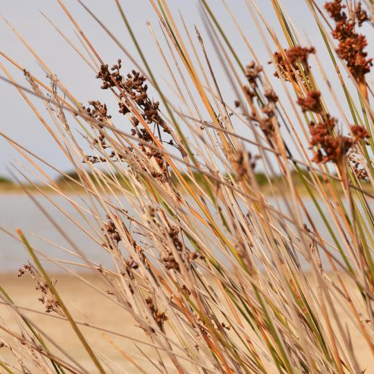 The golden sands of Colostrai Beach