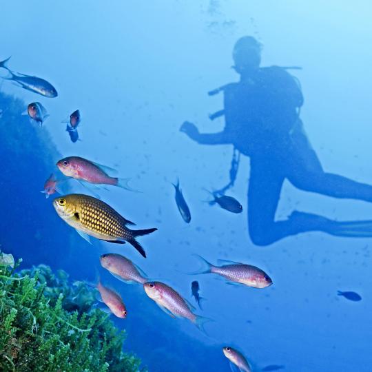 Aventuras bajo el mar en el Área Marina Protegida de Cinque Terre