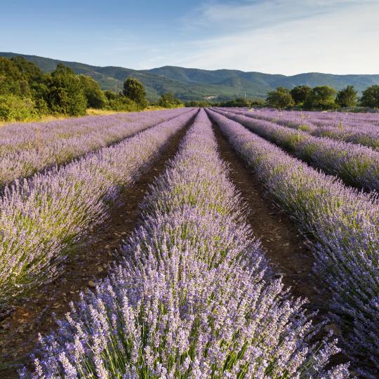 Lavender fields and distilleries