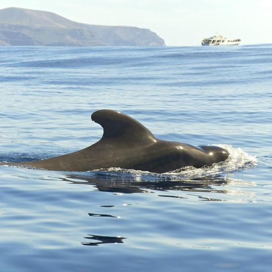 Pozorování velryb a delfínů