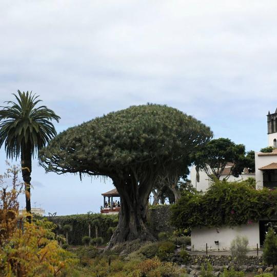 Icod de los Vinos (ES)