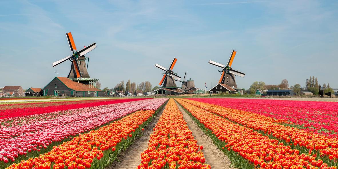Top places to see tulips in the Netherlands | Booking.com