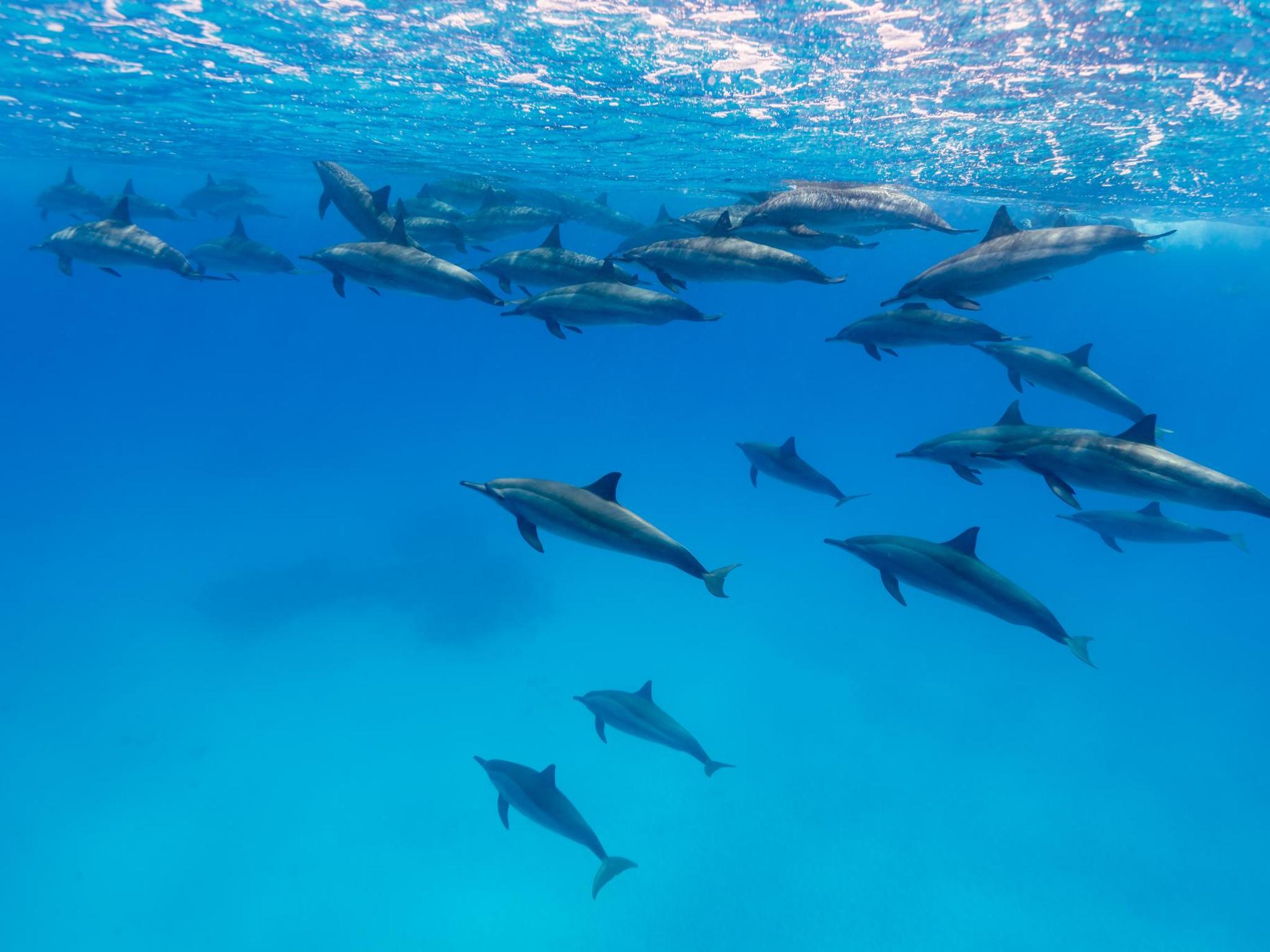 Download The World S Top 6 Dolphin Spotting Destinations Booking Com