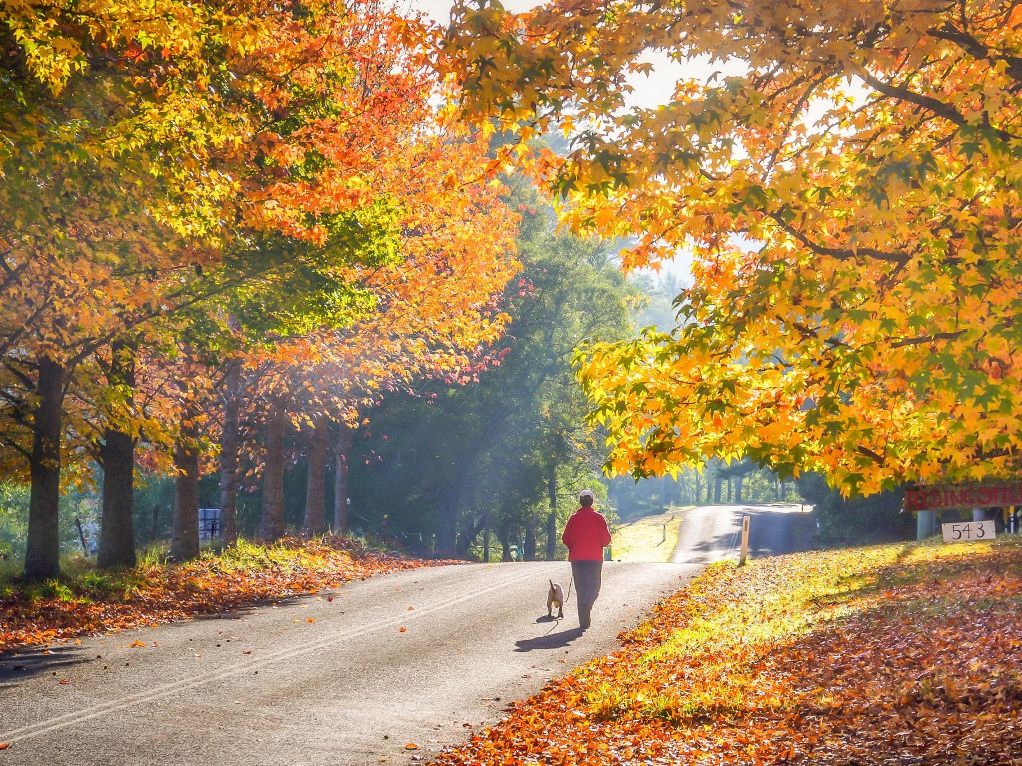 Canberra Autumn Leaves Map 5 Places To See Australia's Leaves Change Colour | Booking.com