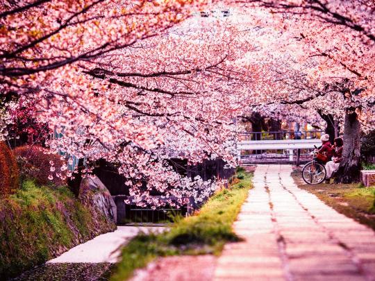 The Top 7 Places In Japan To See Cherry Blossom Booking Com