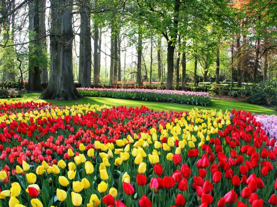 5 Reiseziele für die schönsten Frühlingsblumen