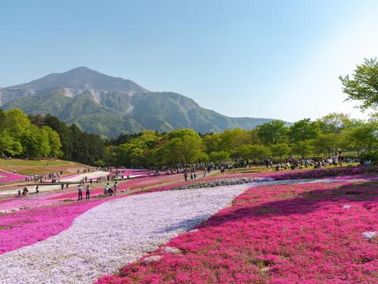 7 fantastische Orte für Frühlingsblumen in Japan