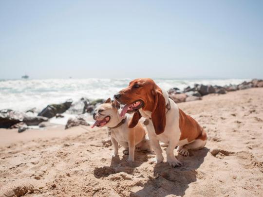 The ultimate dog-friendly beaches in California