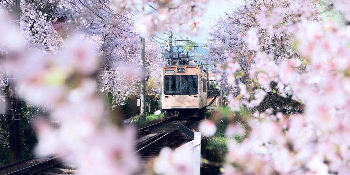 Où admirer les cerisiers en fleurs au Japon ?