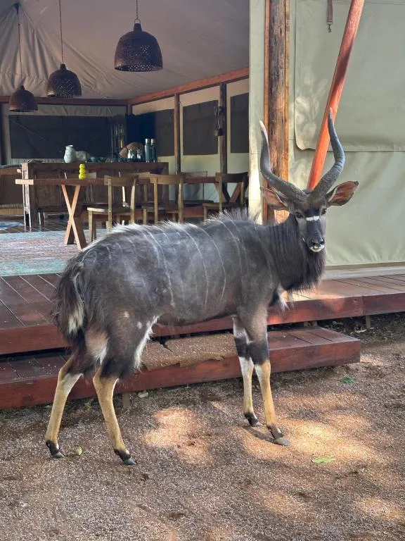 Hutwini Walking Camp 30 | RETURN Africa 603247410 | RETURN Africa | Hutwini Walking Camp