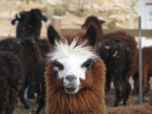 Alpaca Farm - חוות האלפקות, Mitzpe Ramon – Updated 2023 Prices