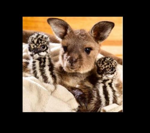 One of our kangaroos and emus.