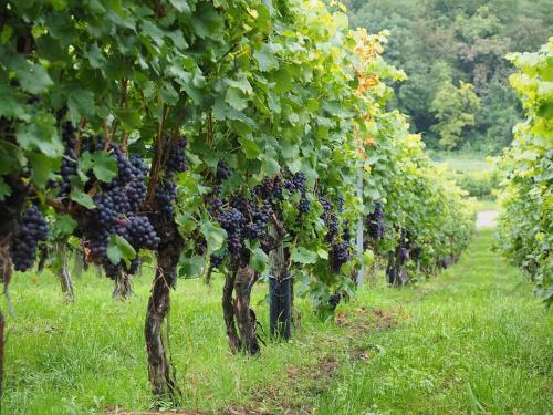 Hunter Valley Stays