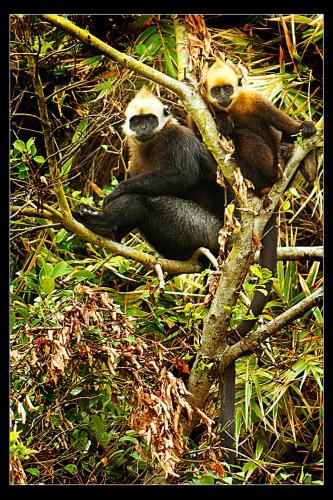 White head langur, Cat Ba