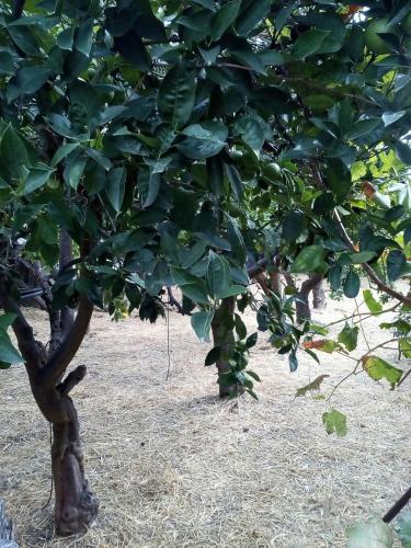 L Aranceto Di Giorgia Trani Updated 21 Prices