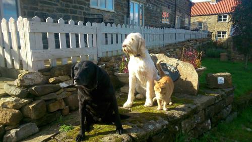 Teodora, Bailey & Lyon