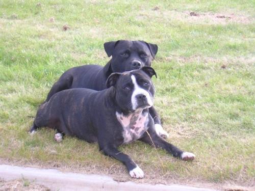 Harvey & boo