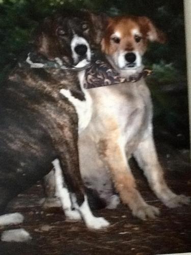 The dogs of the Manor