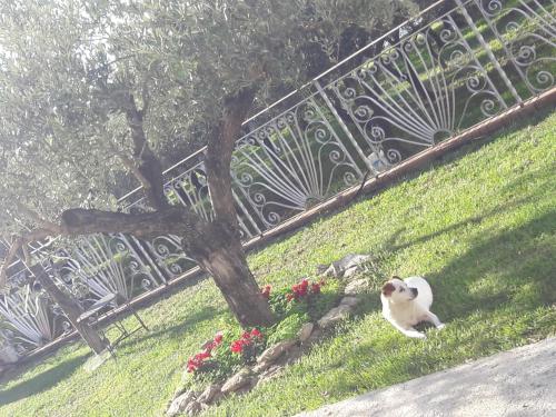 L'uliveto