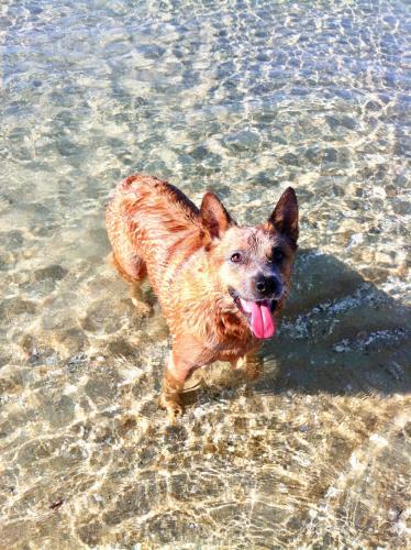Tamara is your host and this is Chilli, our fur baby, enjoying rye's beach!