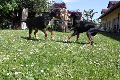 Unsere Hunde