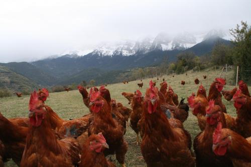Casa Rural al Pirineu, Ansobell – Precios 2022 actualizados